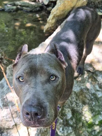 An adult large-sized female Gray / Blue / Silver Pit Bull Terrier dog named Meohmy for adoption in Kansas City, MO