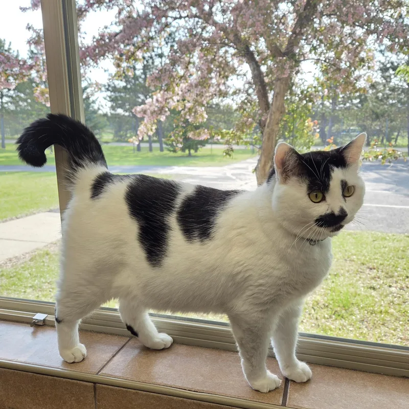 Archie