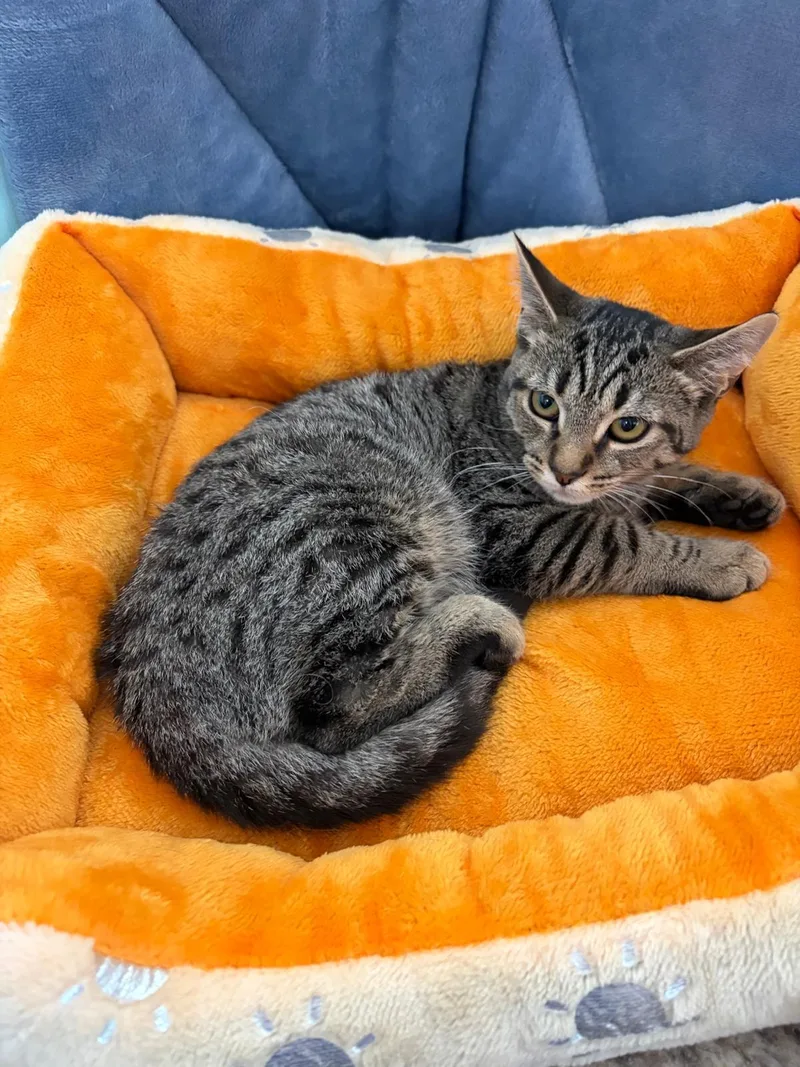 A baby medium-sized female Domestic Short Hair cat named Pixie for adoption in Brooklyn, NY