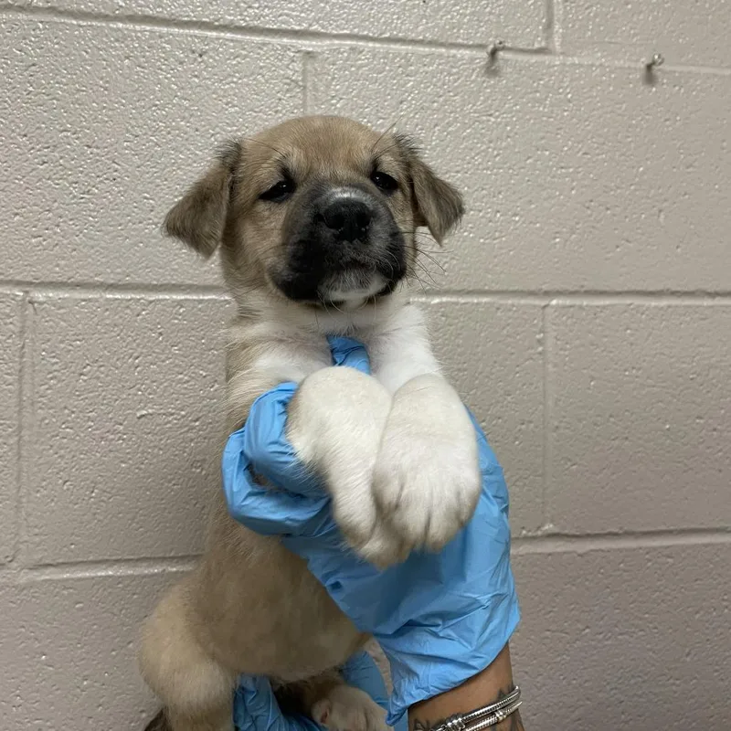 A baby small-sized female Apricot / Beige Great Pyrenees dog named Jean Grey for adoption in Birmingham, AL
