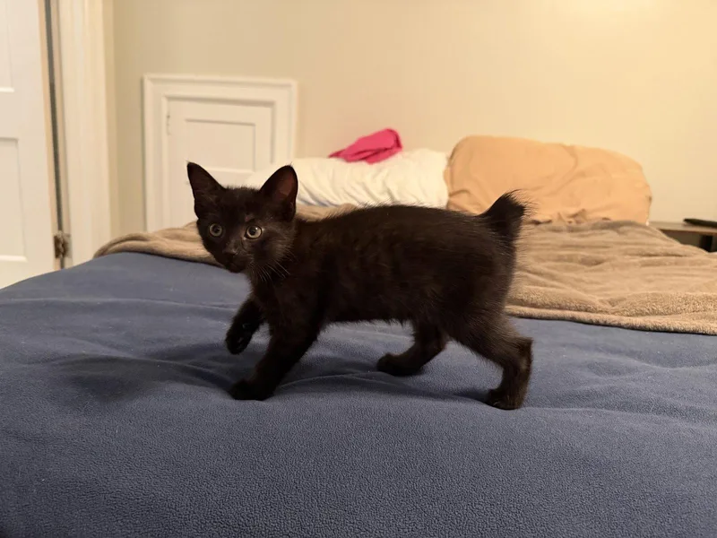 A baby medium-sized female Black Domestic Short Hair cat named Poppy for adoption in Broomall, PA