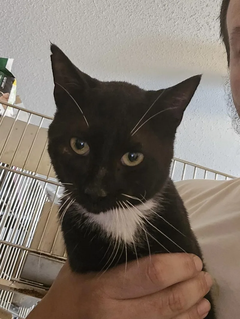 An adult medium-sized male Domestic Short Hair cat named Sebastian for adoption in GREENVILLE, NC