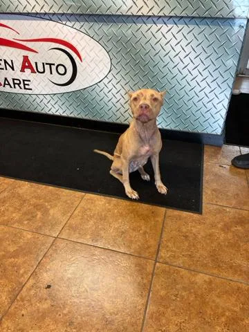 An adult medium-sized female Mixed Breed dog named Melody for adoption in West Palm Beach, FL