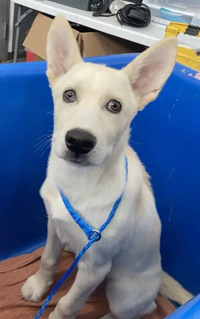 A baby large-sized male Mixed Breed dog named Yukon for adoption in Dallas, TX