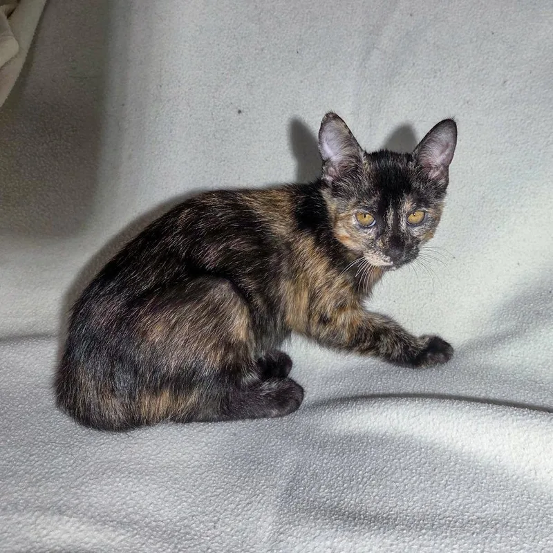 A baby small-sized female Black Domestic Short Hair cat named Isfet for adoption in San Diego, CA