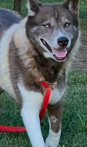 A baby medium-sized female Siberian Husky dog named Lady Luxx for adoption in Jackson, LA