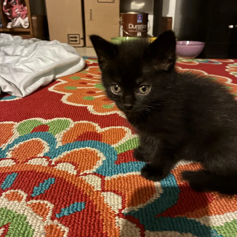 A baby medium-sized male Black Domestic Short Hair cat named Bungee for adoption in Pittsburgh, PA