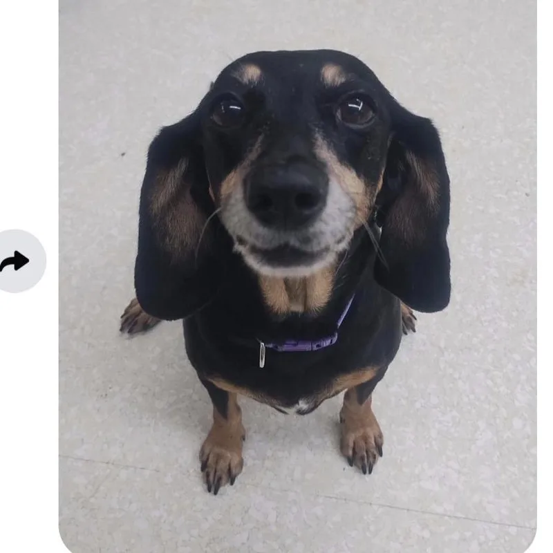 A senior small-sized female Black Miniature Dachshund dog named Hilde for adoption in Spring Hill, KS