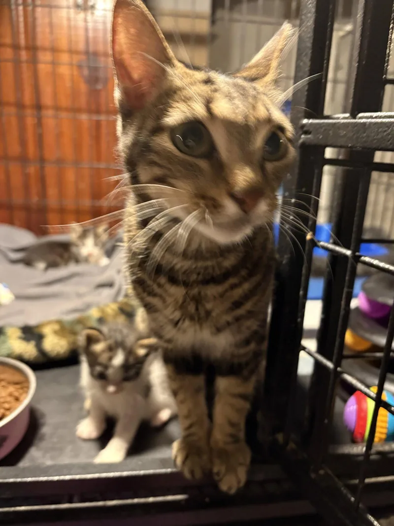 A young small-sized female Domestic Short Hair cat named Maila Nurmi for adoption in Philadelphia, PA