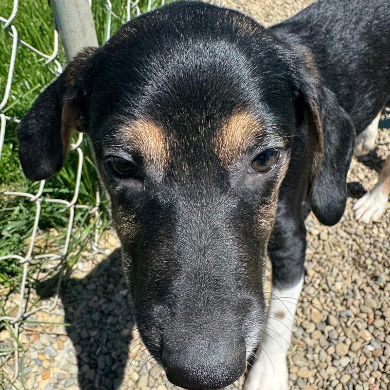 A baby medium-sized male Black Coonhound dog named Forte for adoption in Columbia Station, OH