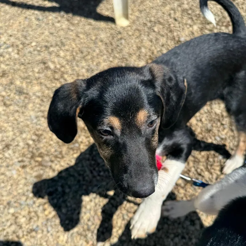 Forte thumbnail 3