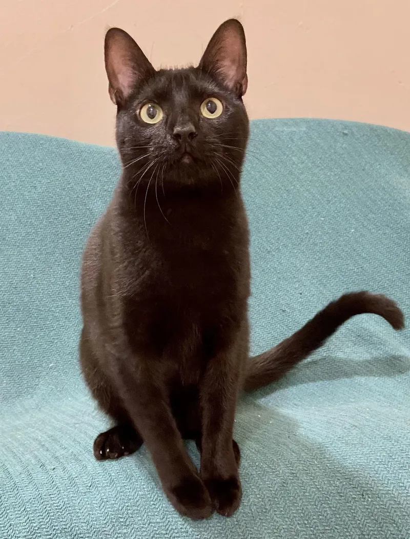 An adult medium-sized male Domestic Medium Hair cat named Merlin & Morgana for adoption in Manitou Springs, CO