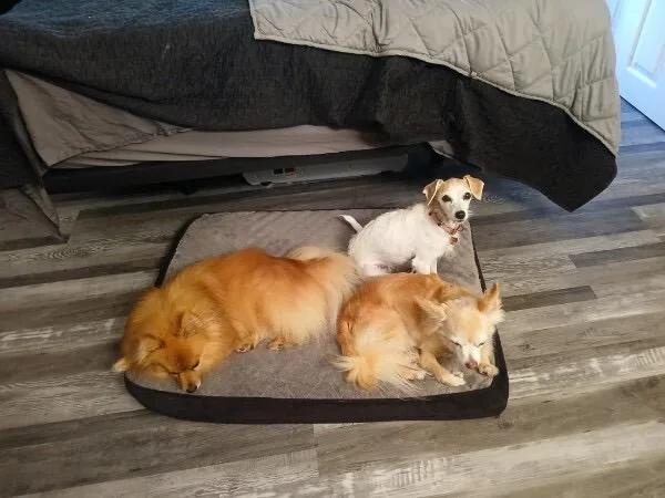 A senior small-sized female Mixed Breed dog named Fig for adoption in Bowdoin, ME