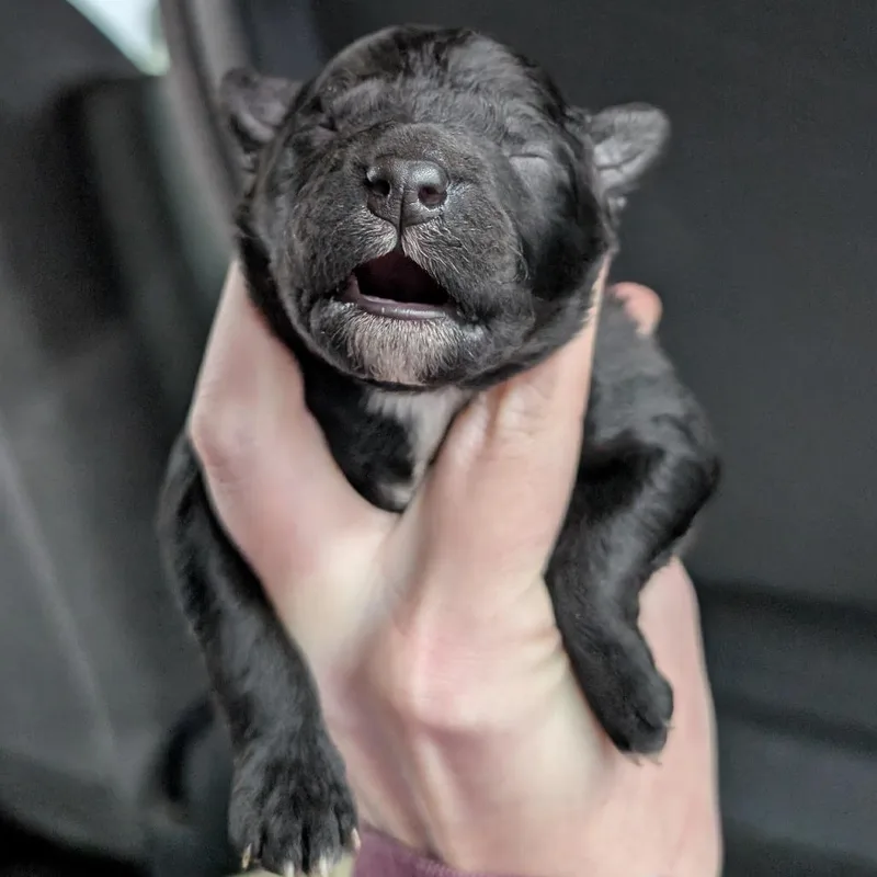 A baby medium-sized female Black Mixed Breed dog named Dawson for adoption in DeKalb, IL