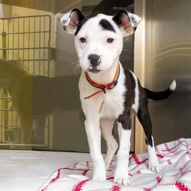 A baby small-sized female Australian Cattle Dog / Blue Heeler dog named Cherry Pie for adoption in St. Louis, MO