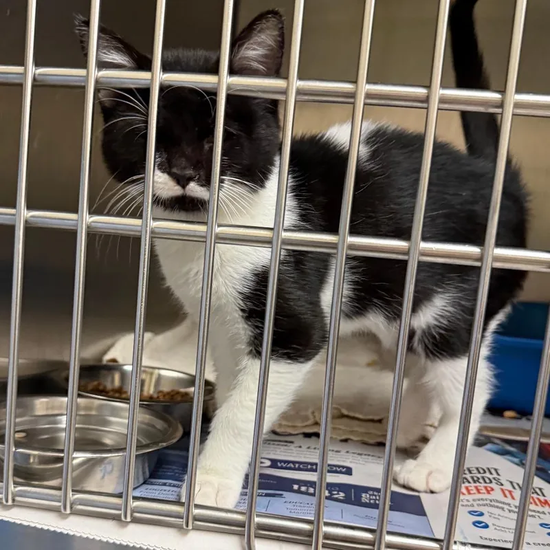 A baby small-sized female Black Domestic Short Hair cat named DeeDee for adoption in Galveston, TX