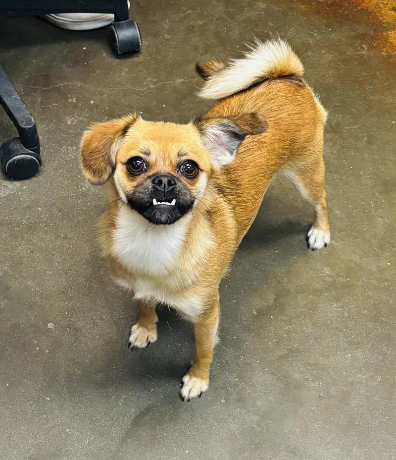 An adult small-sized female Apricot / Beige Pekingese dog named Cinnamon for adoption in Council Bluffs, IA