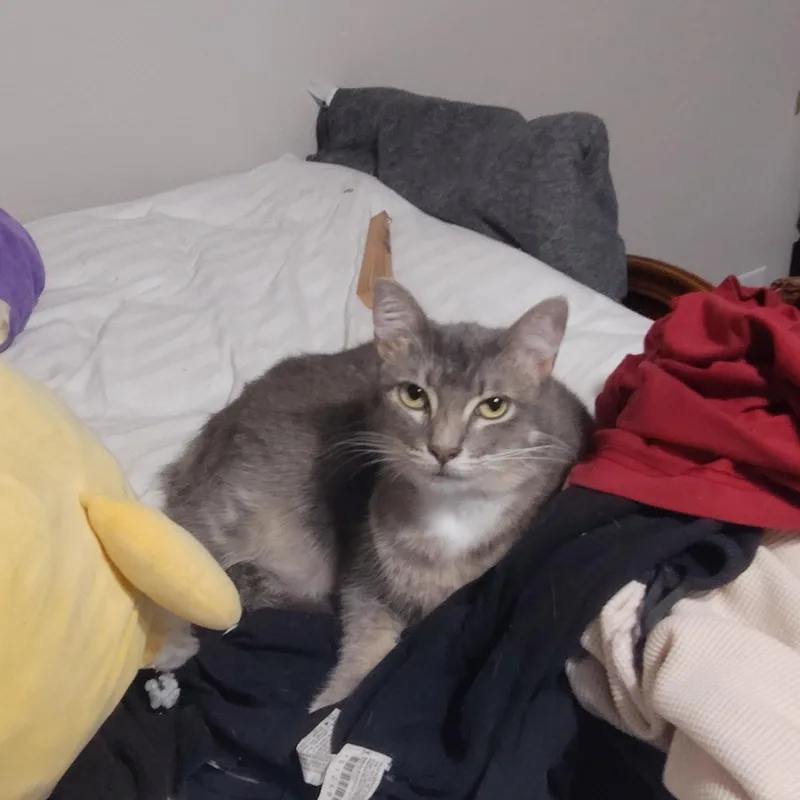 A young medium-sized female Gray & White Domestic Short Hair cat named Mia for adoption in Liverpool, TX