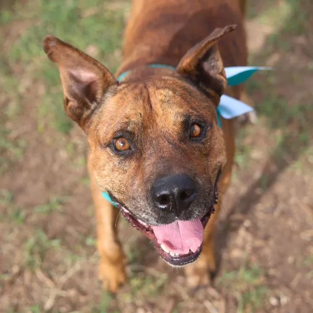 An adult medium-sized male Terrier dog named Temple for adoption in San Antonio, TX
