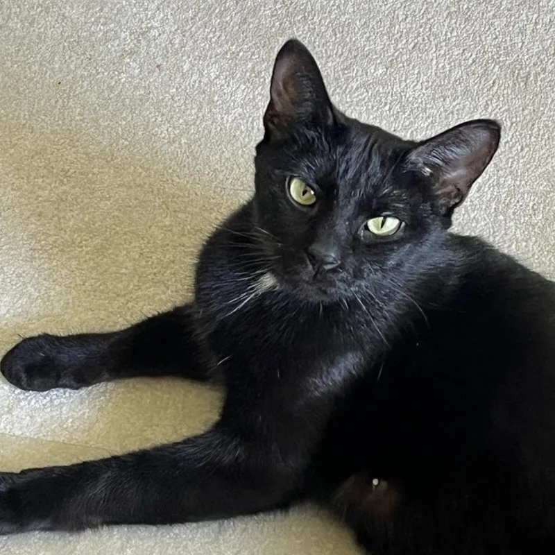 An adult medium-sized female Black Domestic Short Hair cat named Nyla for adoption in Green Bay, WI