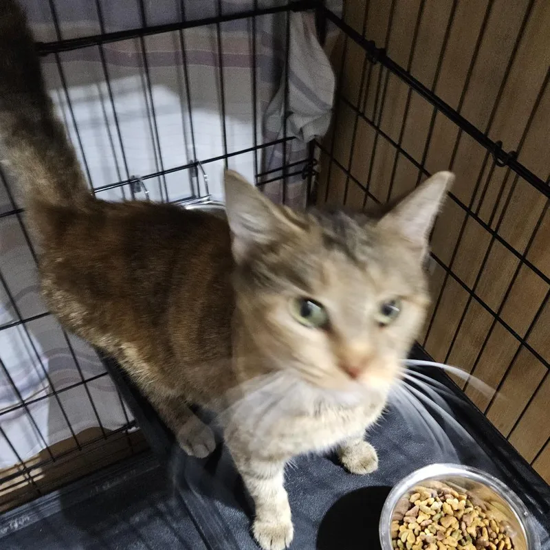 An adult medium-sized female Brown / Chocolate Domestic Short Hair cat named Toffee for adoption in Edwardsville, IL