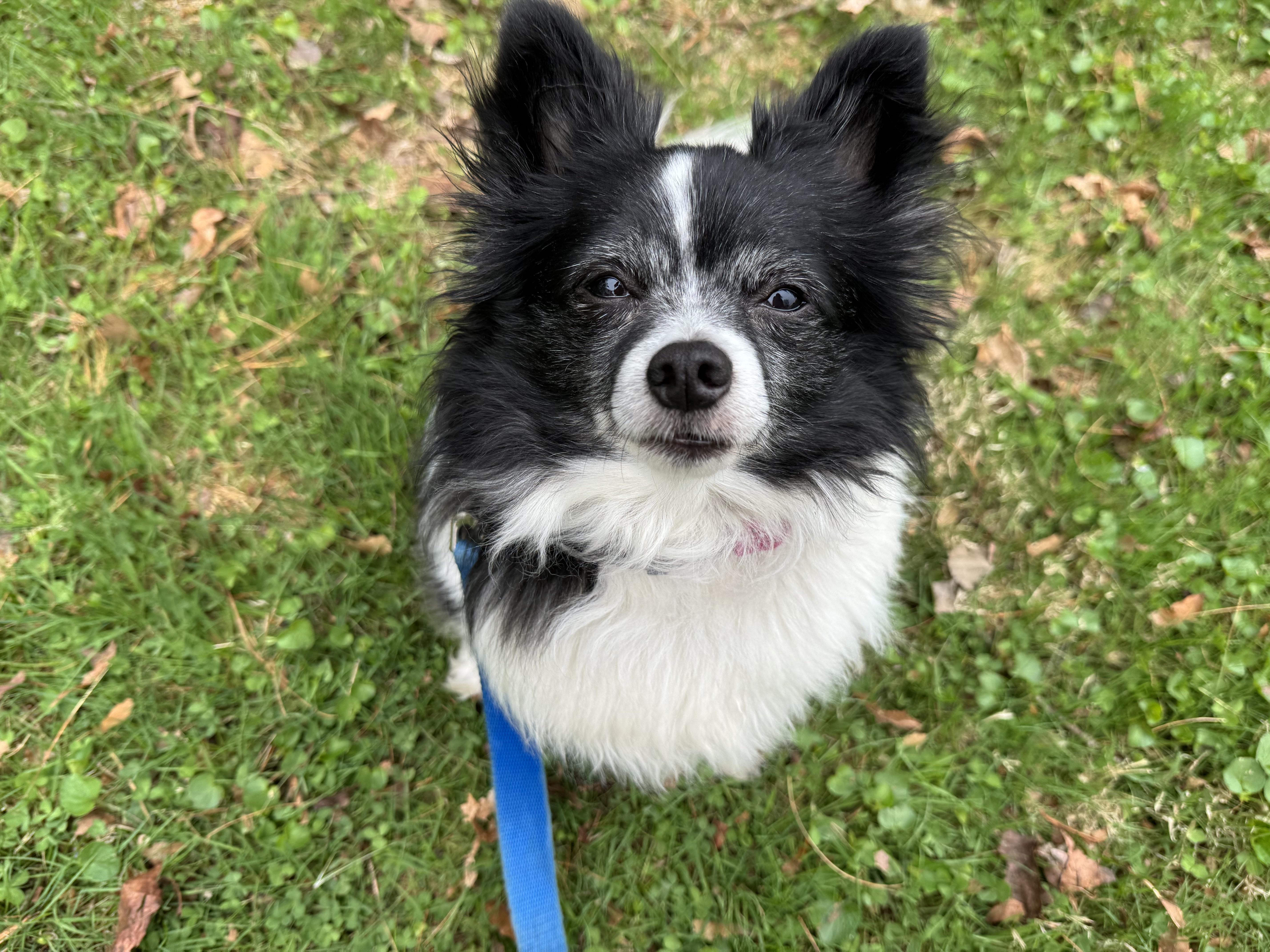 An adult small-sized female Black Papillon dog named Ravioli for adoption in Dayville, CT