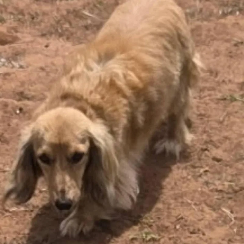 An adult small-sized female Yellow / Tan / Blond / Fawn Dachshund (Miniature Long Haired) dog named Missy Lou for adoption in Loves Park, IL