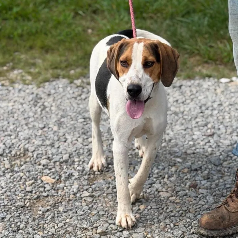 An adult medium-sized male Treeing Walker Coonhound dog named Forrest for adoption in Frederick, MD