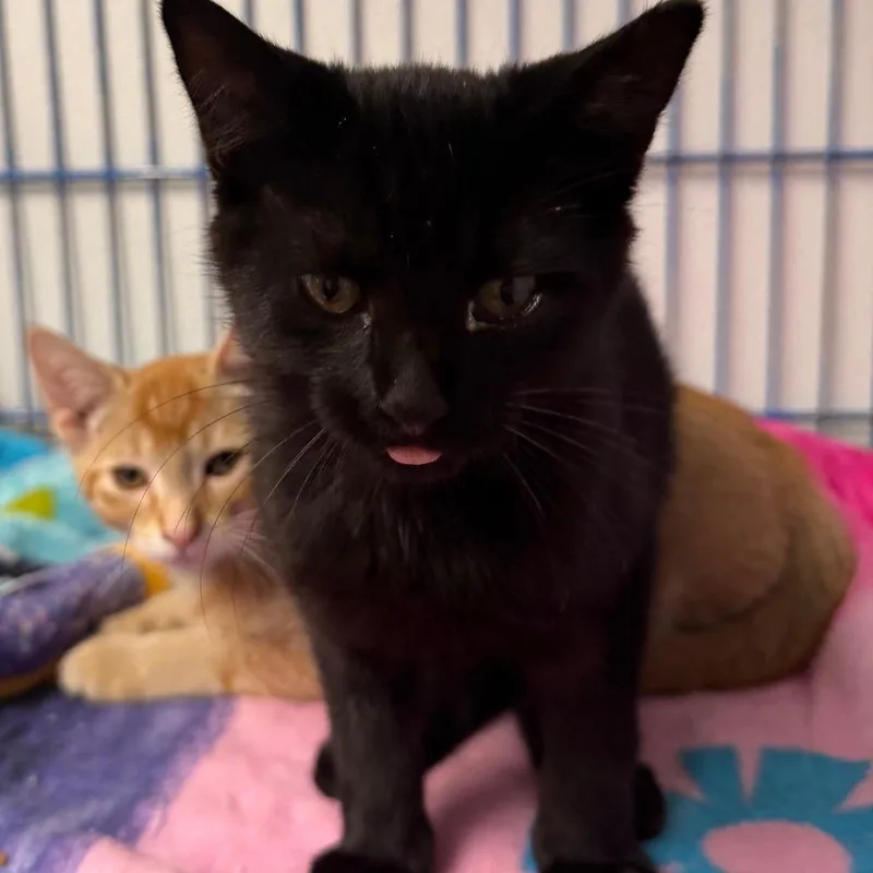 A baby small-sized male Black Domestic Short Hair cat named Sid The Kid for adoption in Blairsville, GA