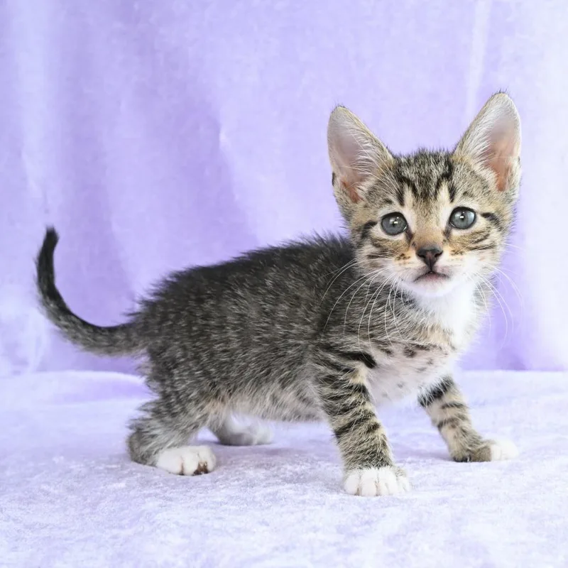 A baby small-sized male Brown / Chocolate Domestic Short Hair cat named Cadbury for adoption in Mobile, AL