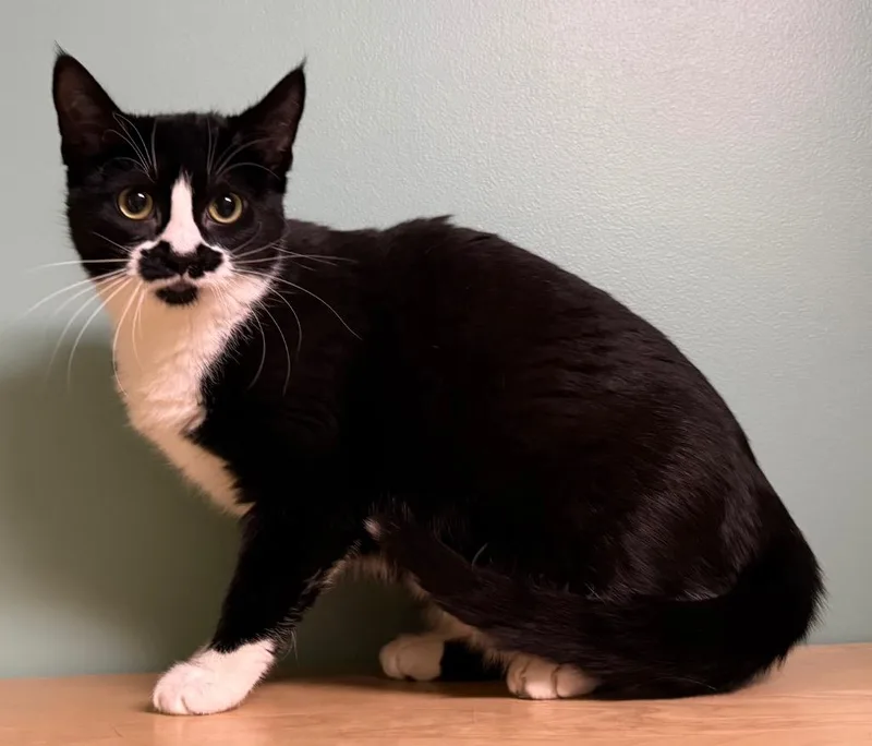 A young medium-sized female Black & White / Tuxedo Domestic Short Hair cat named Blossom for adoption in Amery, WI