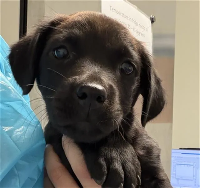 A baby small-sized female Labrador Retriever dog named Cotton Candy for adoption in Bakersfield, CA