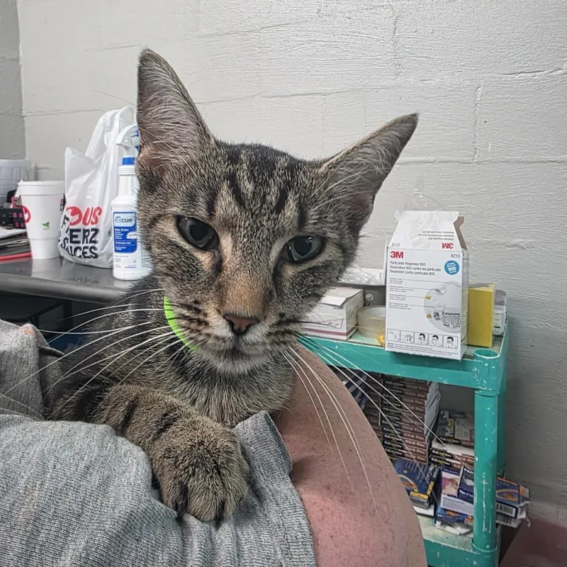 An adult medium-sized female Black Domestic Short Hair cat named Beanie Baby for adoption in Clanton, AL