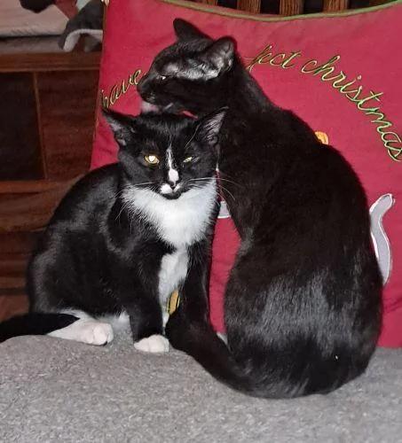 Ollie And Rudy thumbnail 4