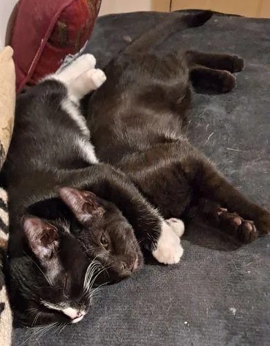 Ollie And Rudy thumbnail 6