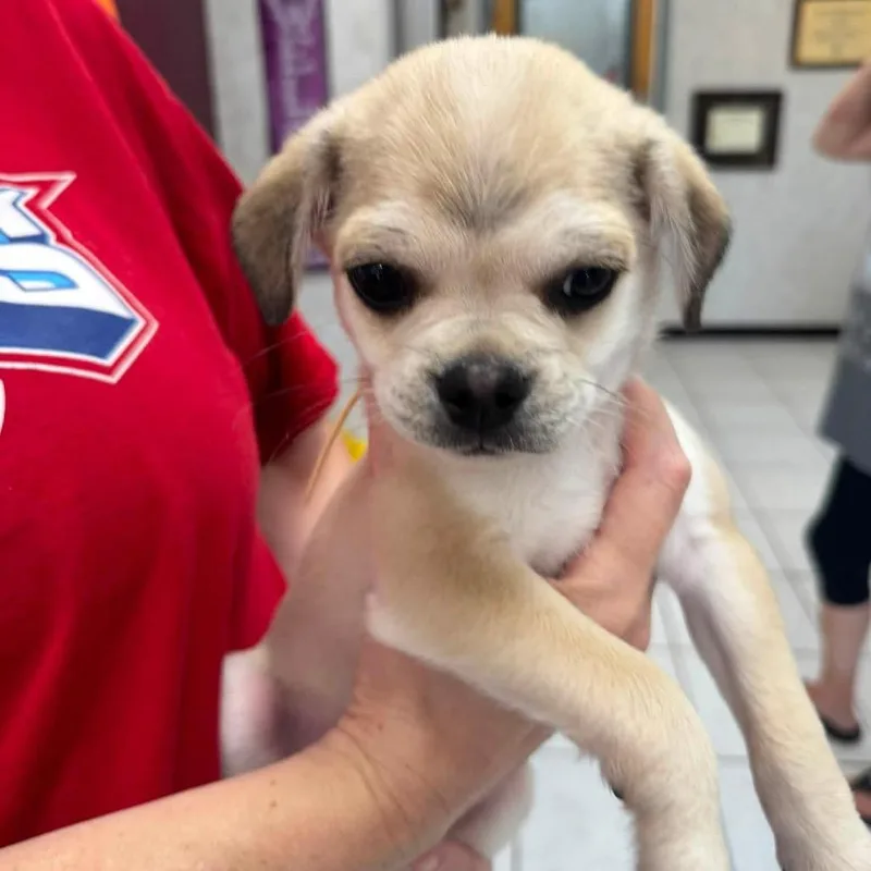 A baby small-sized male Yellow / Tan / Blond / Fawn Australian Shepherd dog named Binx Hocus Pocus for adoption in Allen, TX