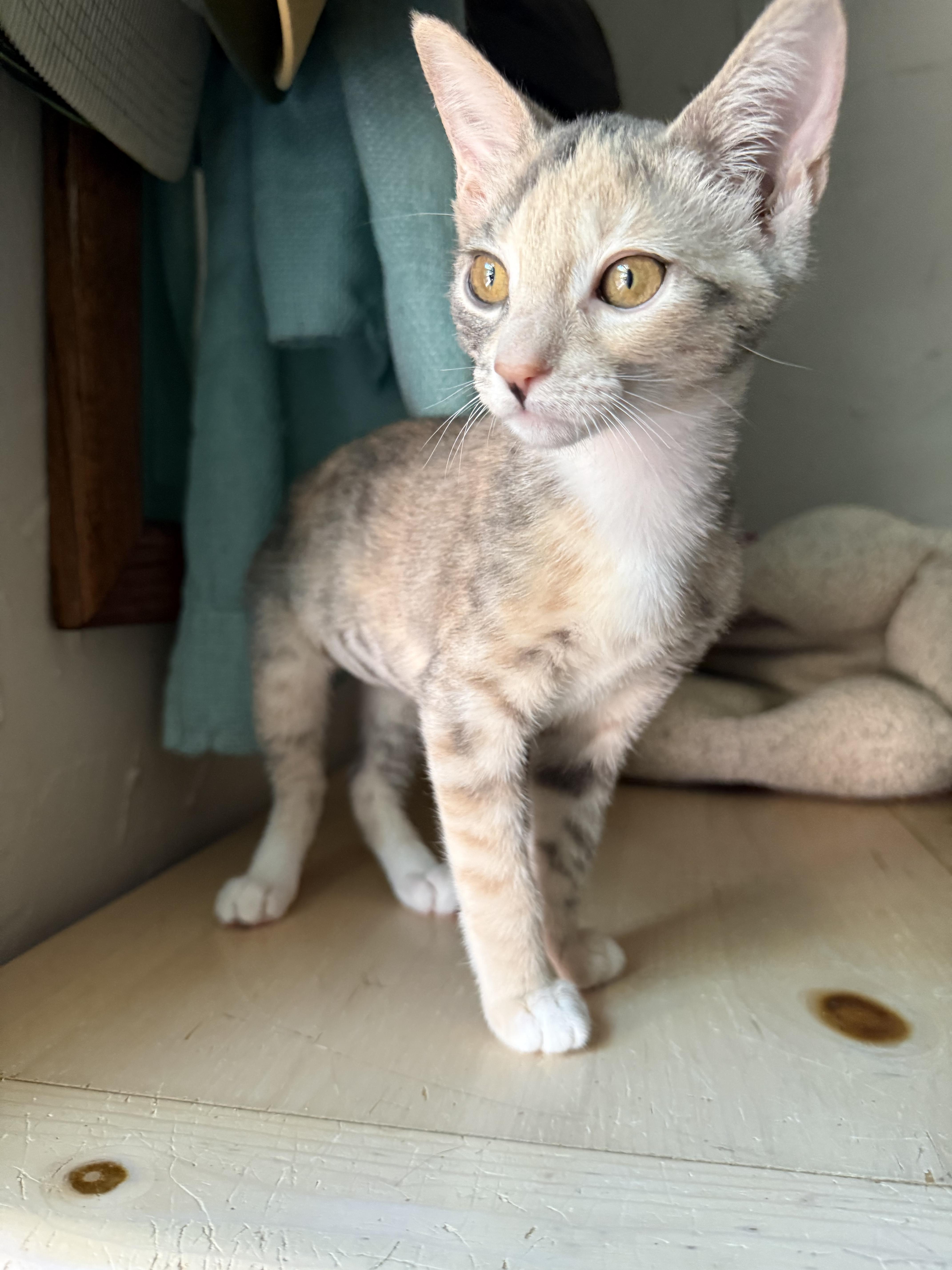 A baby medium-sized female Dilute Calico Domestic Short Hair cat named Phoenix for adoption in Fresno, CA