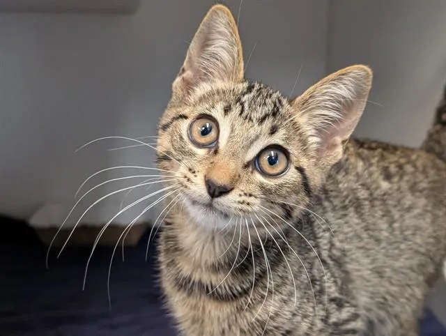 A baby small-sized male Domestic Short Hair cat named Andiamo for adoption in Camarillo, CA