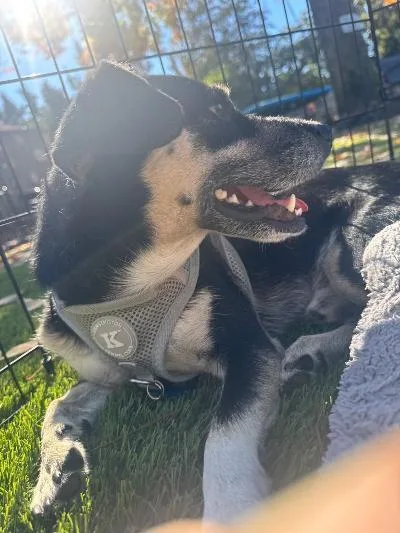 An adult small-sized male Chihuahua dog named Ricky for adoption in Amity, OR
