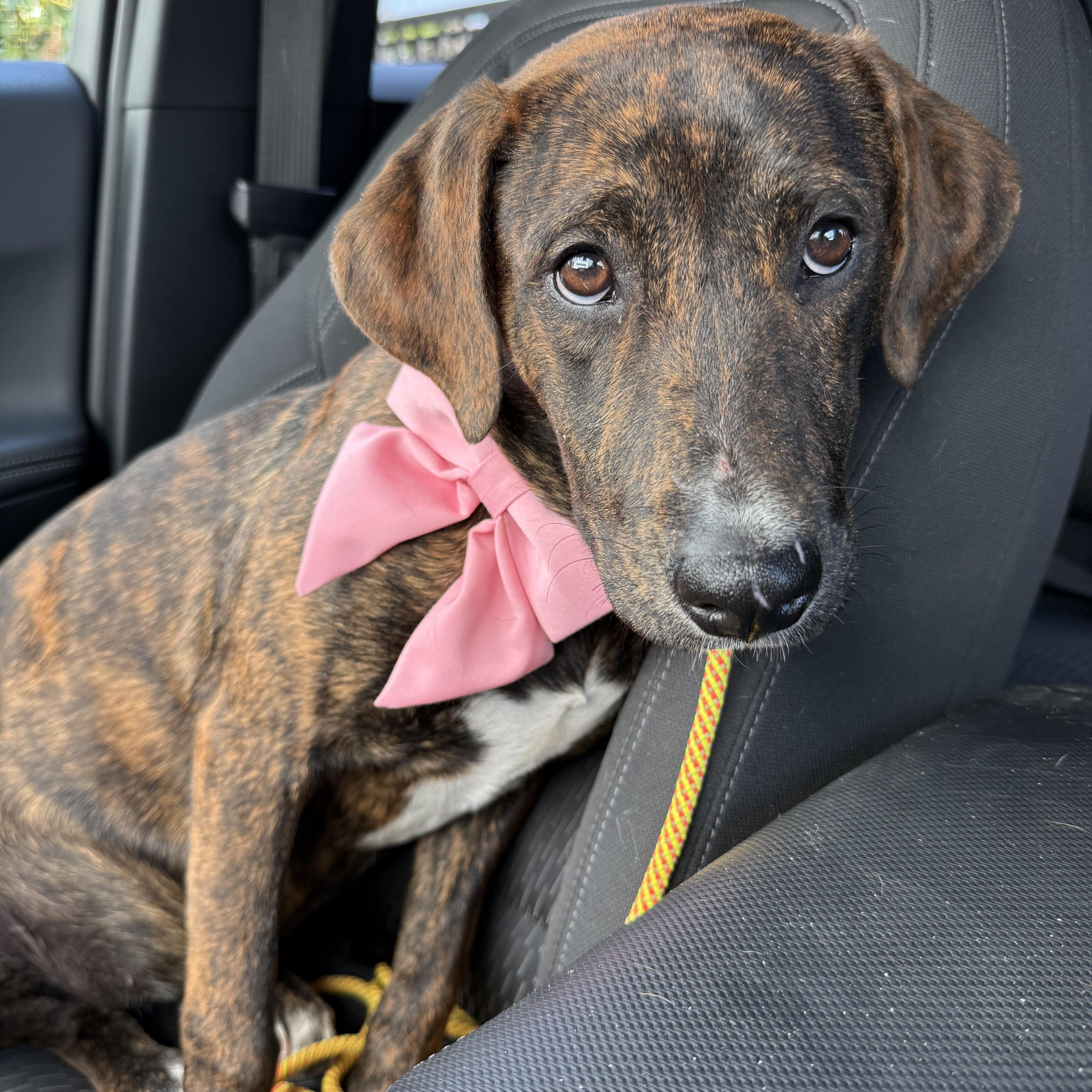 A baby medium-sized female Labrador Retriever dog named Gemma for adoption in Houston, TX