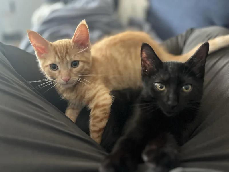 A baby large-sized male Tabby (Orange / Red) Domestic Short Hair cat named Profiterole and Charcoal for adoption in Seattle, WA