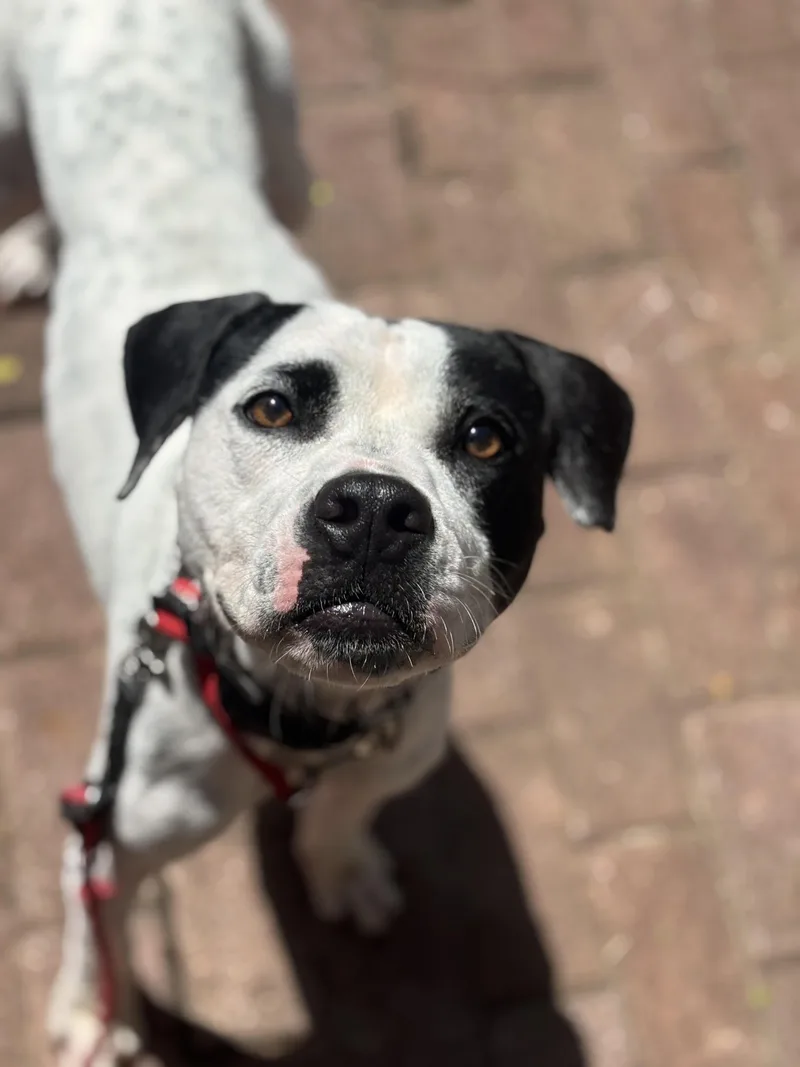 A young medium-sized male Black Boxer dog named Copper for adoption in Lake Forest, IL