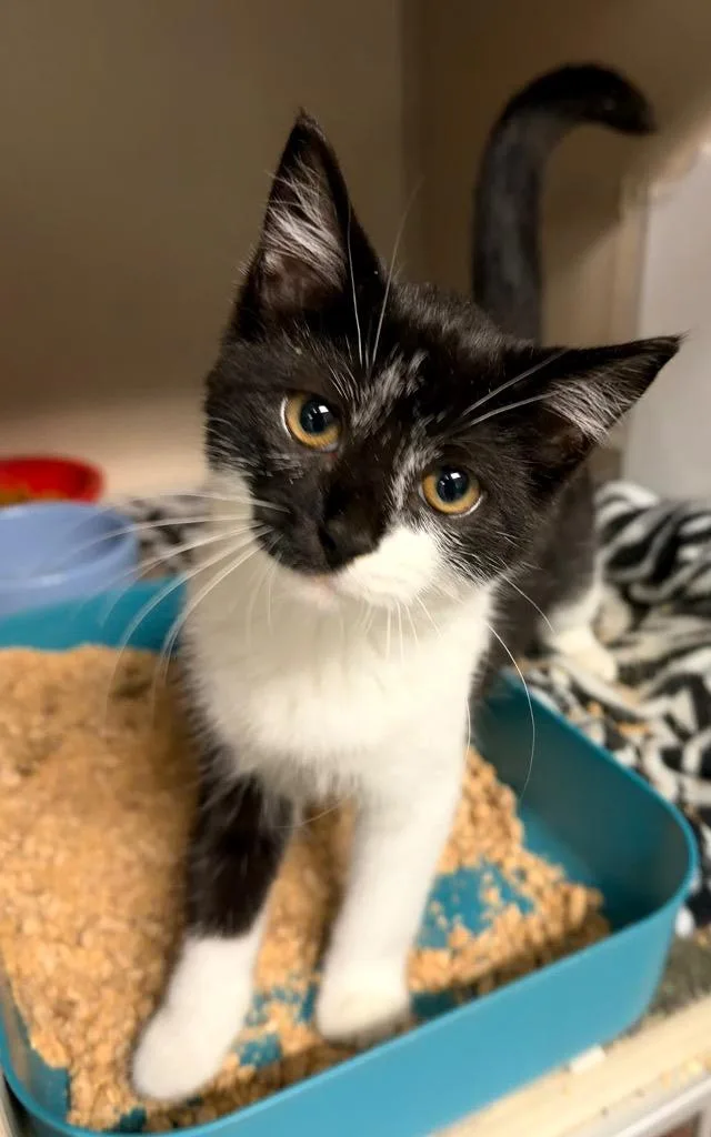 A baby medium-sized female Domestic Short Hair cat named Marcella for adoption in Pottsville, PA