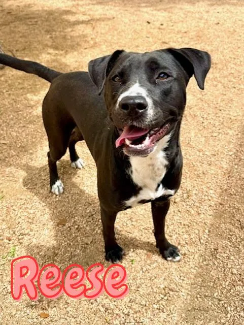 A young medium-sized female Black Black Labrador Retriever dog named Reese for adoption in Comfort, TX