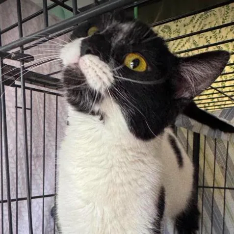 An adult small-sized female Black Domestic Short Hair cat named Liberty for adoption in Gordonsville, TN