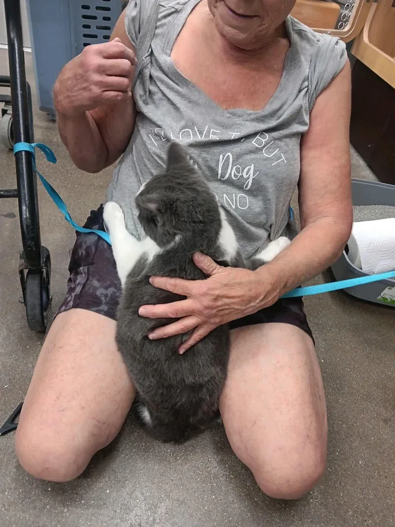 An adult medium-sized male Gray & White Domestic Short Hair cat named Hisston for adoption in Mokena, IL