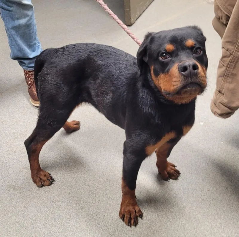 A baby medium-sized female Rottweiler dog named Brittaremi for adoption in Hopkinsville, KY