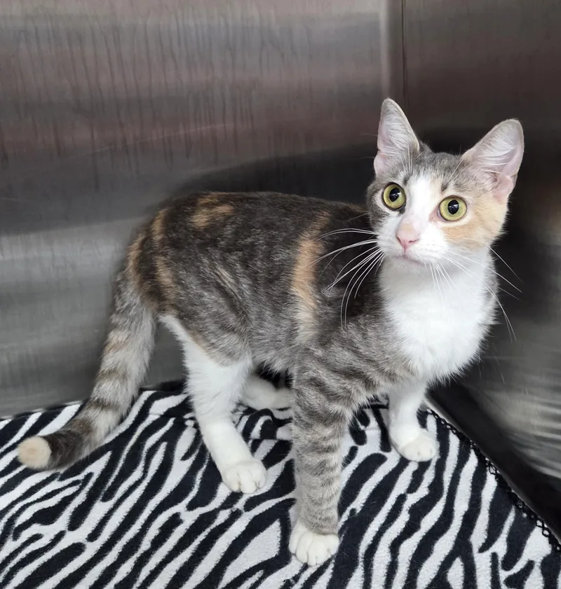 A young medium-sized female Calico Domestic Short Hair cat named Sundae for adoption in Parsons, KS