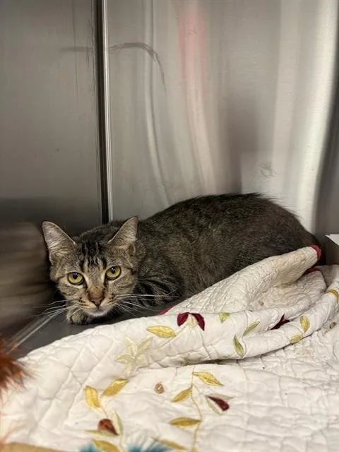 A young small-sized female Domestic Short Hair cat named Floppy Disk for adoption in Indianapolis, IN