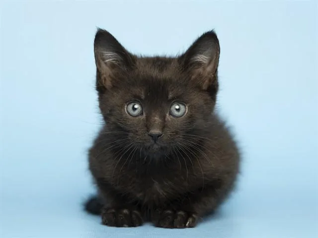 A baby small-sized male Domestic Short Hair cat named Papa Smurf for adoption in Phoenix, AZ